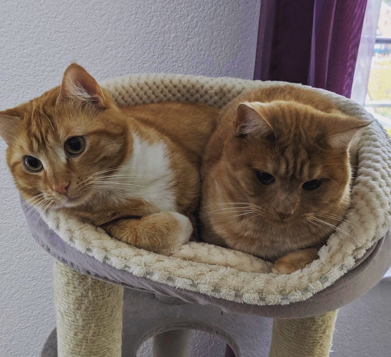 Zwei Katzen in Körbchen