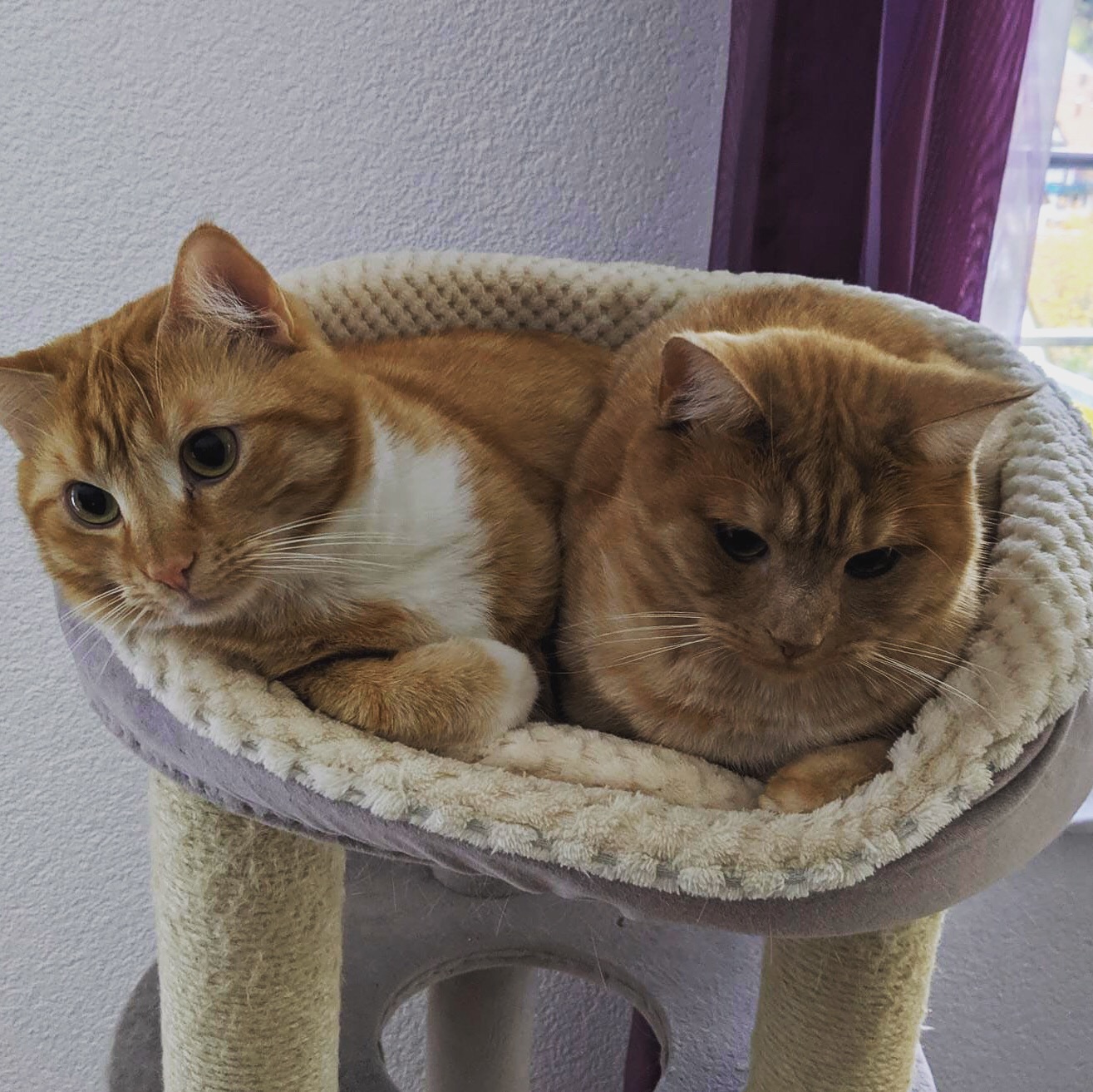 Zwei Katzen in Körbchen
